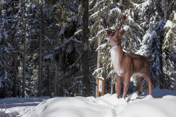 Piste des Animaux Piste des Animaux