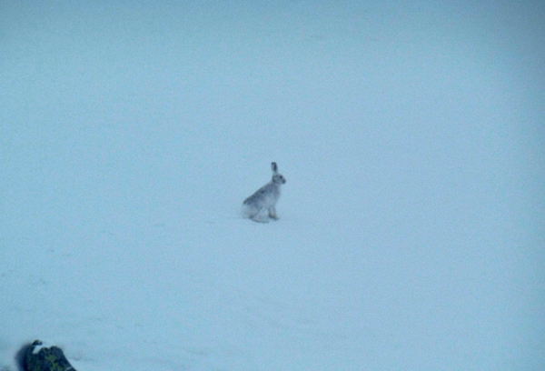 Mountain hare Mountain hare