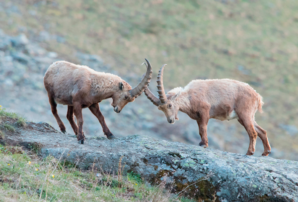 Young ibex Young ibex