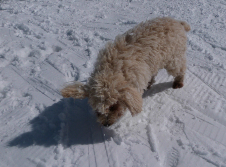 Val Thorens mountain restaurants - dog at the Chalet de Caron