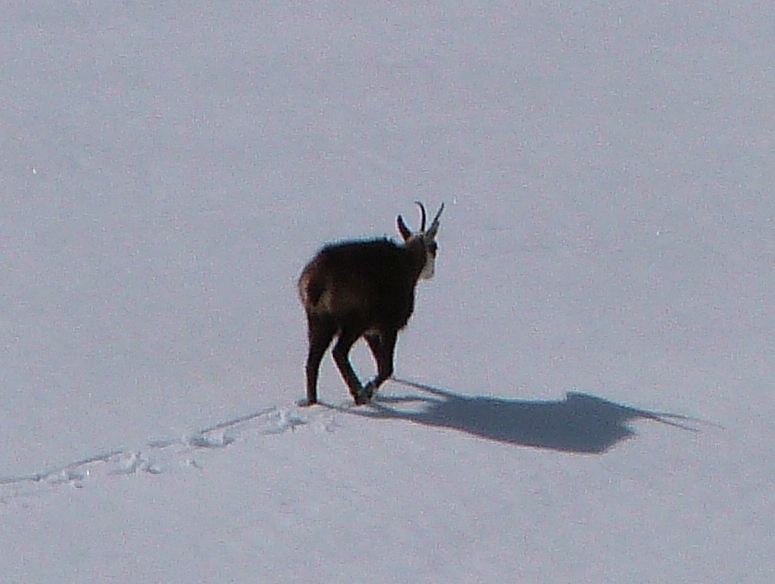 Chamois near Pralognan