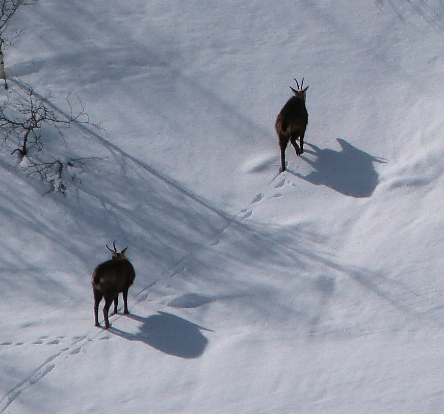 Chamois Chamois near Pralognan