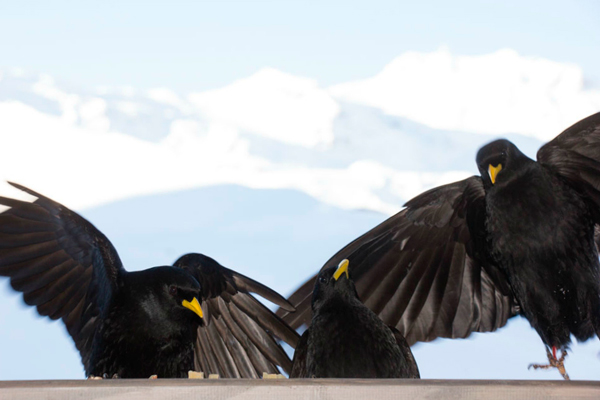 Alpine choughs Alpine choughs