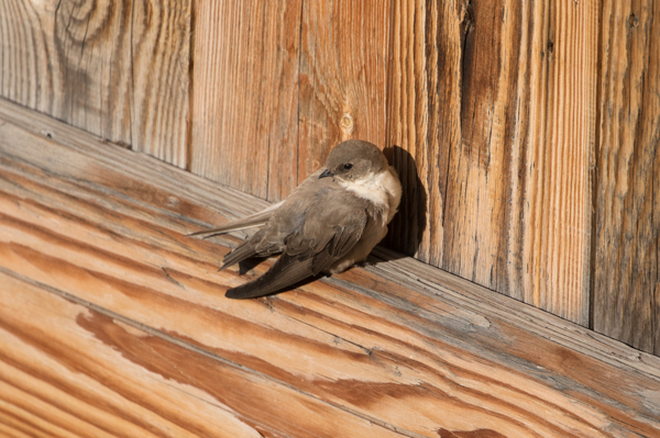 Crag martin in Saint-Martin-de-Belleville