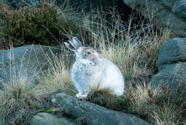 Mountain hare Mountain hare