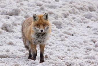 Jupiter the fox in Val Thorens