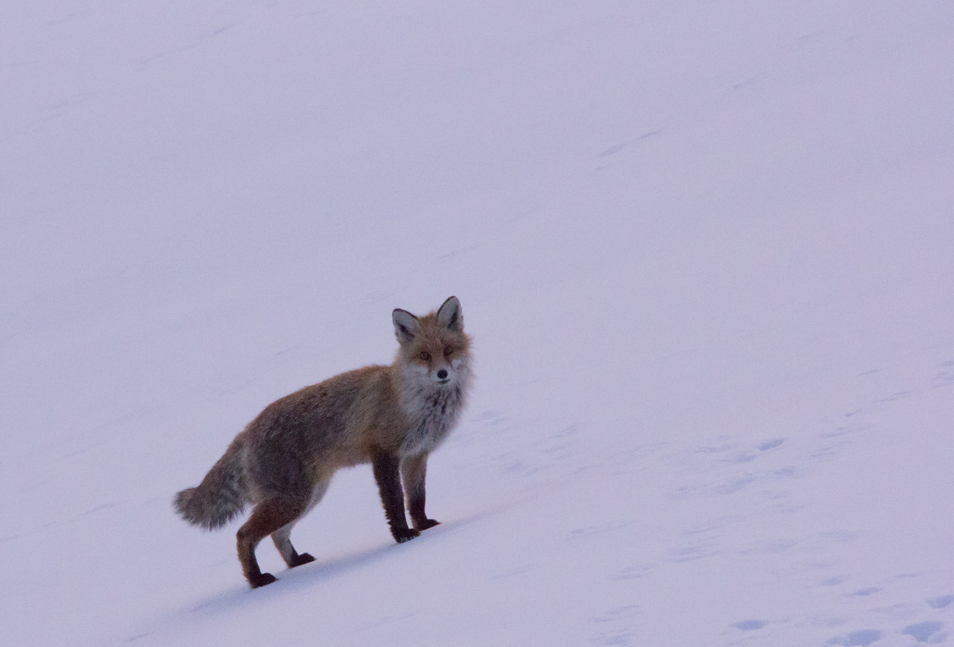 Fox near Val Thorens, 23rd Feb 2018