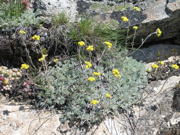 Génénpi flower Génénpi flower