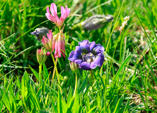 Gentian flower Gentian flower