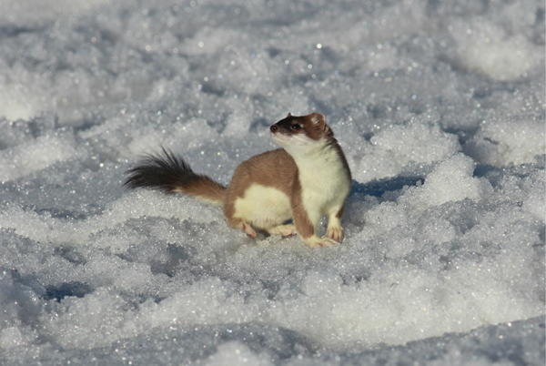 Stoat, Val Thorens Stoat, Val Thorens
