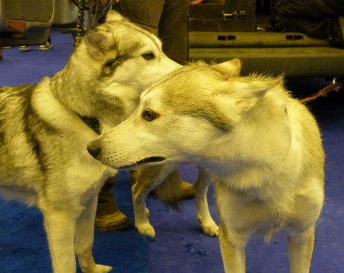 huskies London Ski and Snowboard show - Arctic Quest husky dogs