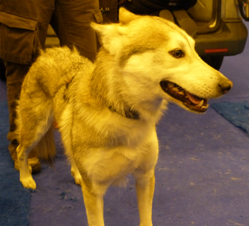 husky dog London Ski and Snowboard show, another husky from Arctic Quest