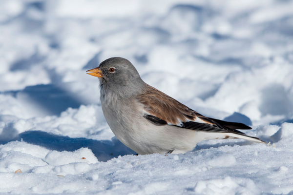 Snow finch in Val Thorens Snow finch in Val Thorens