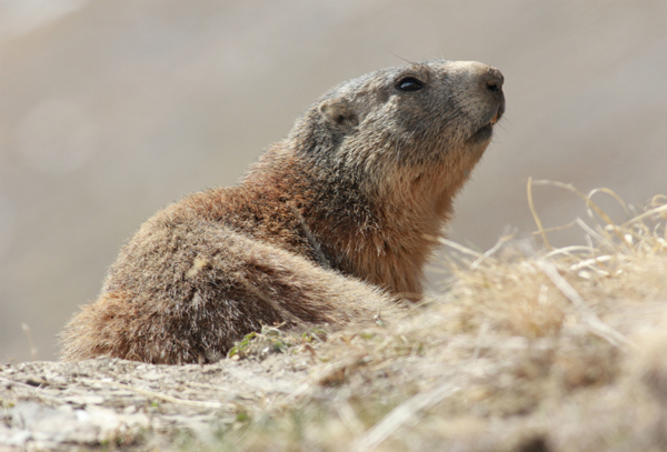 Marmotte, Val Thorens Marmotte in Plein Sud sector of Val Thorens ski area